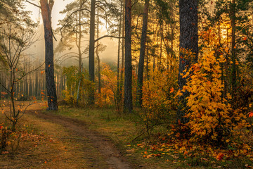 Forest. Good autumn morning. The sun's rays play in the branches of trees. Pleasant walk in the nature.
