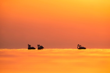Greater Flamingos and beautiful  beautiful hue in the morning at Asker coast, Bahrain