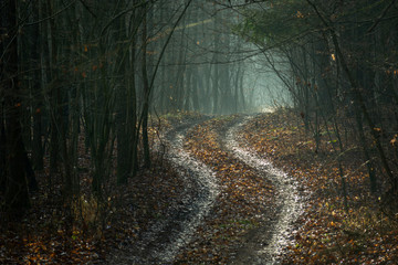 A winding road with leaves through a dark forest in Zarzecze, Poland
