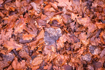 Colorful autumn leaves, a variety of autumn colors.