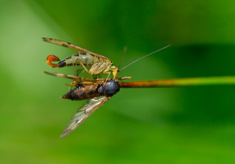 Männliche Skorpionsfliege frisst