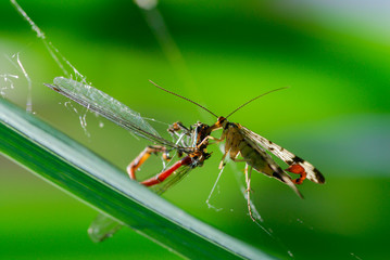 Skorpionsfliege bei Mundraub aus einem Spinnennetz, Männliche Skorpionsfliege frisst opfer aus...