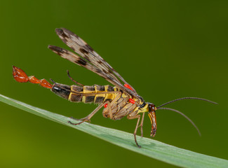 Male scorpion fly Panorpa communis preening itself, Male scorpion fly cleaning itself, Männliche Skorpionsfliege putzt sich, Die Skorpionsfliege war in Deutschland das Insekt des Jahres 2018