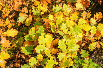 yellow oak leaves in autumnal forest