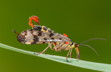 Gemeine Skorpionsfliege Männchen sitz auf Grashalm und putzt sich, Männchen einer Skorpionsfliege...