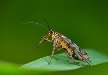 Männliche Skorpionsfliege putzt sich