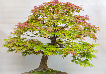 A small bonsai tree in a ceramic pot. Acer Palmatum. Bonsai Japanese maple tree. Autumn colours