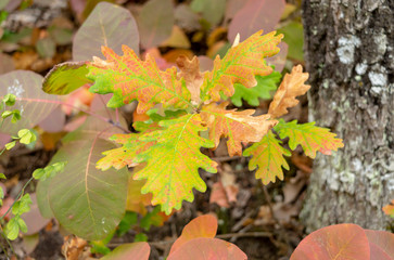 Oak (sessile oak, Quercus petraea) leaves on a natural blurred background. Oak leaves in autumn