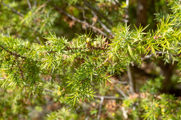 Juniperus (Juniperus deltoides) leaves with selective focus on blurred background
