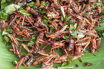 Insects for eat