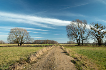 Fototapeta na wymiar Country road through green meadows, trees without leaves and white cloud on the sky