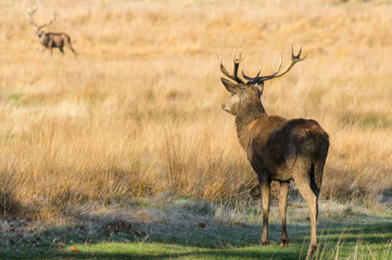 Naklejka na ściany i meble Red deer standing on meadow in forest