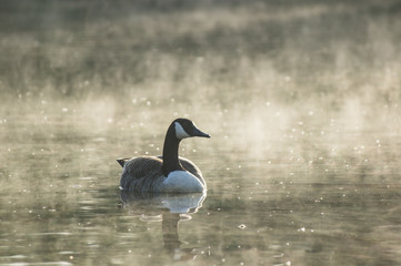 Canada goose (Branta canadensis) misty morning on a lake