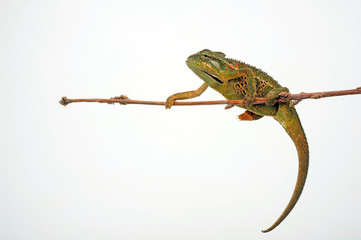 Montane side-striped chameleon (Trioceros ellioti / Chamaeleo ellioti) © bennytrapp