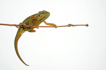 Montane side-striped chameleon (Trioceros ellioti / Chamaeleo ellioti) © bennytrapp