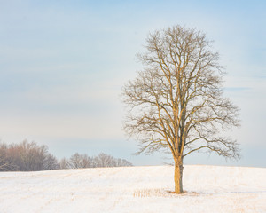 Lone tree