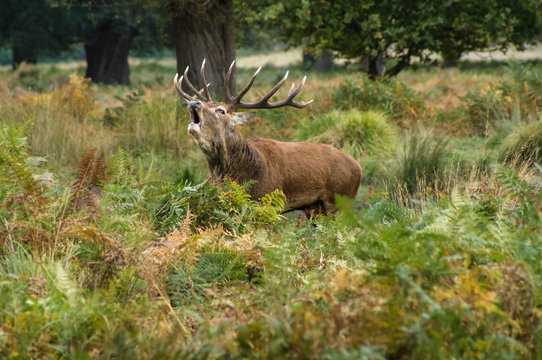 Red Deer Stag Roaring In Forest