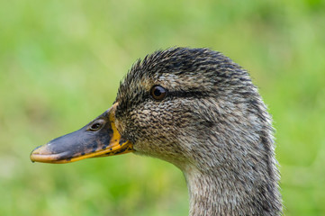 close up of female Mallard  (Anas platyrhynchos)