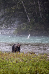 Bear along forest river