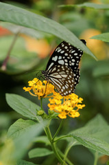 close up of  Blue Tiger (Tirumala limniace) butterfly