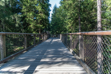 Tree tower, Tree Top Walk, Bavarian Forest National Park, Neuschönau, Bavaria, Germany