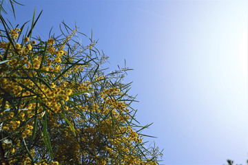 Blooming yellow mimosa flowers against a blue sky.