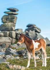 Dartmoor pony foal in front of Great Staple Tor