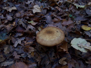 mushroom in forest