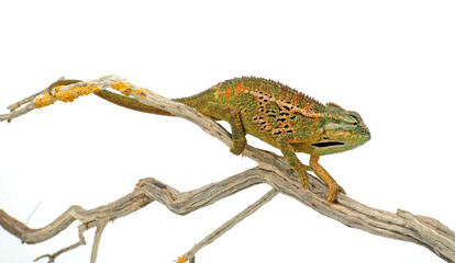 Montane side-striped chameleon (Trioceros ellioti / Chamaeleo ellioti) © bennytrapp
