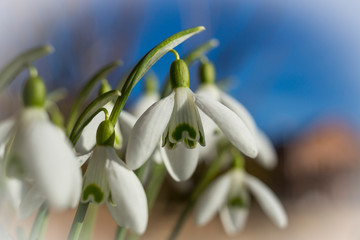 Frühjahrsboten