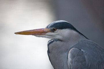 Profile of a gray heron on a winter day