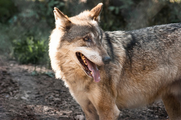 Grauwolf