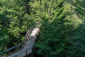Fototapeta na wymiar Tree tower, Tree Top Walk, Bavarian Forest National Park, Neuschönau, Bavaria, Germany