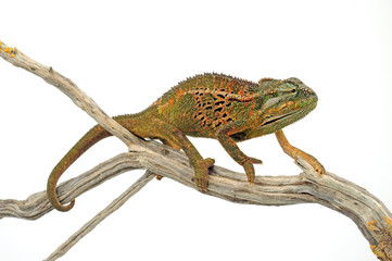 Montane side-striped chameleon (Trioceros ellioti / Chamaeleo ellioti) © bennytrapp