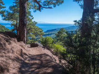 Lanscape od hiking trail Barranco de la Madera from Las Nieves with pine tree forest and path along ravine with steep green mountains, La Palma Island, Canary Islands, Spain