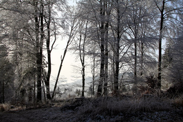 Hoar frost, Ice, Ice crystal, Heuberg, Friedrichroda, Thuringia, Germany, Europe