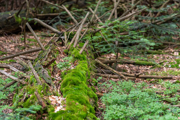Fototapeta premium Tree tower, Tree Top Walk, Bavarian Forest National Park, Neuschönau, Bavaria, Germany