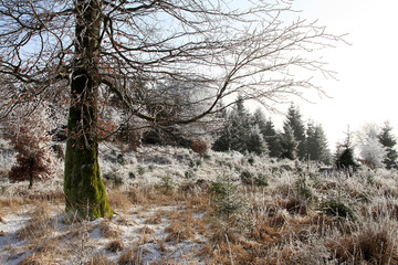 Hoar frost, Ice, Ice crystal, Heuberg, Friedrichroda, Thuringia, Germany, Europe