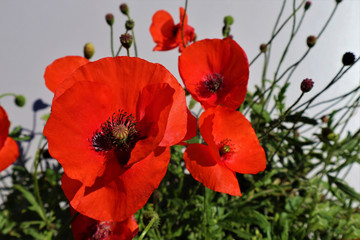 Obraz premium Red poppies flowers close-up