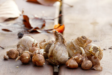 bulbs of crocus and narcissus on wooden deskaw on a sunny autumn day