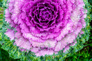 Obraz premium Macro photo of blooming purple decorative cabbage. Acephala or brassica oleracea decorative. Close-up, top view.
