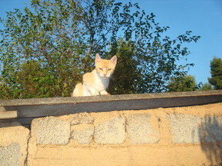Greece Evvoia August 2014