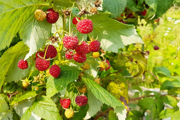 Red raspberries on a green branch. Harvest of fruits of the European temperate climate region....