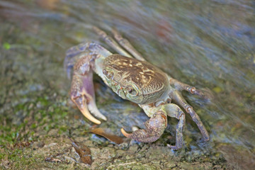 Crab into the water in a valley on Rhodes