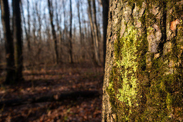 Green moss on oak tree close-up sunny forest