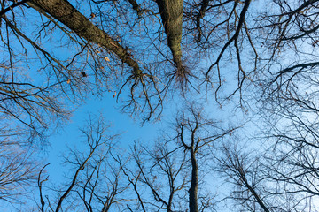 Sunny blue sky day naked oak tree forest look up