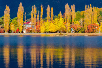 Japan. Stunning autumn landscape. Autumn trees at the foot of Fuji. Yellow and red trees are reflected in lake Kawaguchiko. The Nature Of Japan. Bright trees against dark mountains.