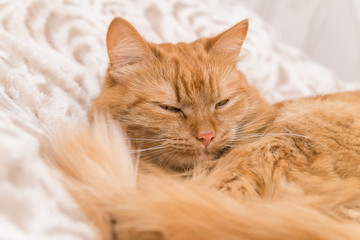Fototapeta na wymiar a red fluffy house cat is lying on a blanket. cute homemade cat close up