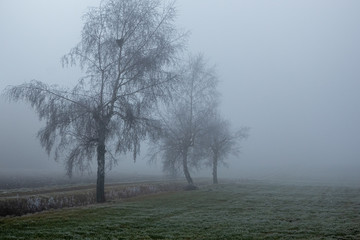 Obraz na płótnie Canvas Bereifte Bäume im winterlichen Hochnebel