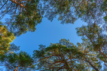 The tops of pines against the blue sky
